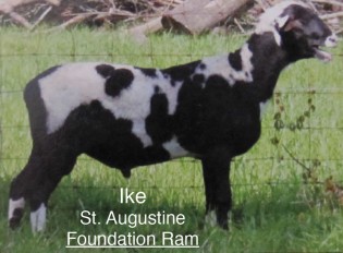 Ike: St. Augustine Foundation Ram